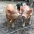 Kune Kune piglets 1 thumbnail