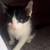 Kitten 1 thumbnail