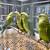 Rosellas & Ringnecks 2 thumbnail