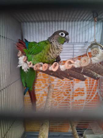 Rehoming 1 male green cheek conure (Sacramento)63848875121537120