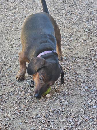 Gratis para buen hogar, pequeña tarifa de rehoming (Cedar City)63945150704898122