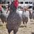 Roosters/hens 1 thumbnail