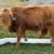 HIGHLAND STEER 2 thumbnail