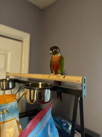 Conure de mejillas verdes63619037144449122