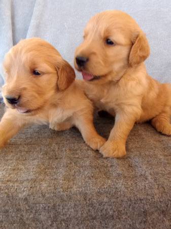 Cachorros Golden Retriever (Gilbert)64007247874050121