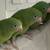 Canerry wingsd bee bee parrots 2 thumbnail