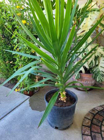 Yucca plant 1