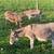 Mini Donkey Trio 2 thumbnail