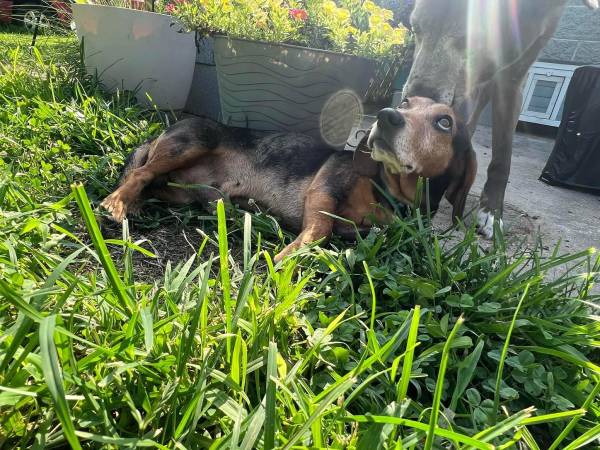 NASTY→DOG Missing Daschund (weiner dog) - pets - craigslist