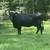 Bred cows 1 thumbnail