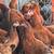 Hens 2 thumbnail