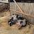 Kune Kune Piglets 10 thumbnail