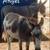 Mini jack THE kindest mini donkey you will ever meet 1 thumbnail