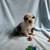 Mini Australian Shepard 2 thumbnail
