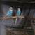 Parakeets 3 thumbnail