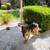 Adult german Shepard ( diesal ) 1 thumbnail
