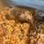 Young hedgehog for sale 8 thumbnail