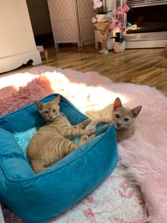 Peaches (isla Camano)63949210852482122