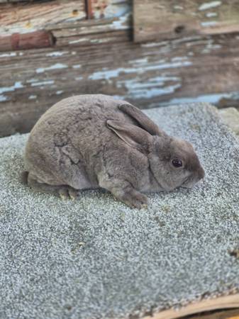 Mini rex rabbit (Muskegon)63910107230338122