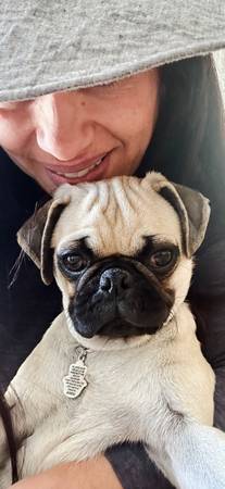 Dog walker, pet sitter available 1