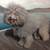 Fine Art Pet Portrait 1 thumbnail