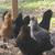 Rhode Island Reds Chicken Hens or Roosters * Americanas * Easter Rainbow Green E 7 thumbnail