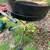 Lawn mower, leaf blower and other stuff 10 thumbnail