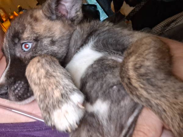 PITSKY PUPS se aplica tarifa de reubicación (Maple Hill)63619037366913121