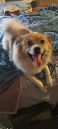 Papillion/Peke X63839343770371123