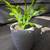 SOLD - Spring Cactus in White Textured Pot 1 thumbnail