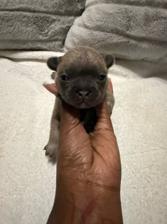 Frenchie Pups (Lawrenceville)63922481473282122