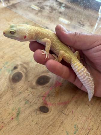 Leopard Gecko (enclosure also available) (Calcium)63659488300673120