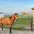Tennessee Walker Gelding 2 thumbnail