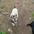Nigerian Dwarf Nanny Goats 2 thumbnail