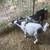 2 5 month old Nigerian dwarf male goats 1 thumbnail