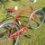 Vintage Schwinn "King Size" Heavy Duty American 22 thumbnail