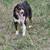 American shepherd 3 thumbnail