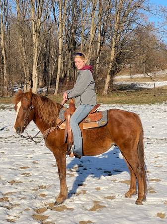 All Around Gelding 1