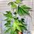 Fun ornamental plants for sale 7 thumbnail