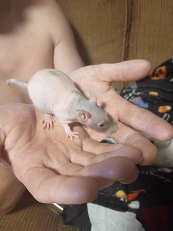 Ratas mascotas (Fyffe)63612565824513121