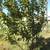 Apple and almond trees 1 thumbnail