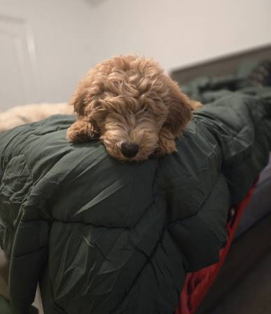 Goldendoodle 1
