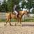 Babysitter Broke, Beginner Safe, Belgian Gelding Broke to Ride & Drive 9 thumbnail