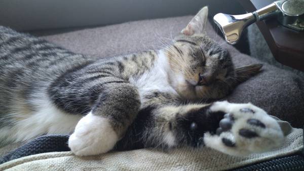 LOST: kitten, girl, grey and black stripes, white belly and paws, (Encinitas)63894603035395120