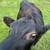 Belfair (Jersey x Dexter) heifer — your future family milk cow! 3 thumbnail