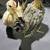 Serama bantam chickens 4 months 1 thumbnail