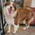 Australian shepherd 5 thumbnail