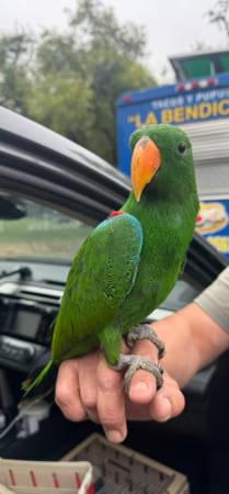 Baby male eclectus (fremont / union city / newark)63862000329729122