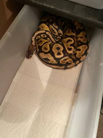 Ball pythons63907416735874124