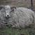 Shetland sheep 2 thumbnail